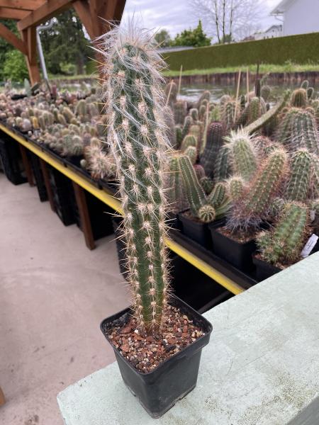 Oreocereus celsianus